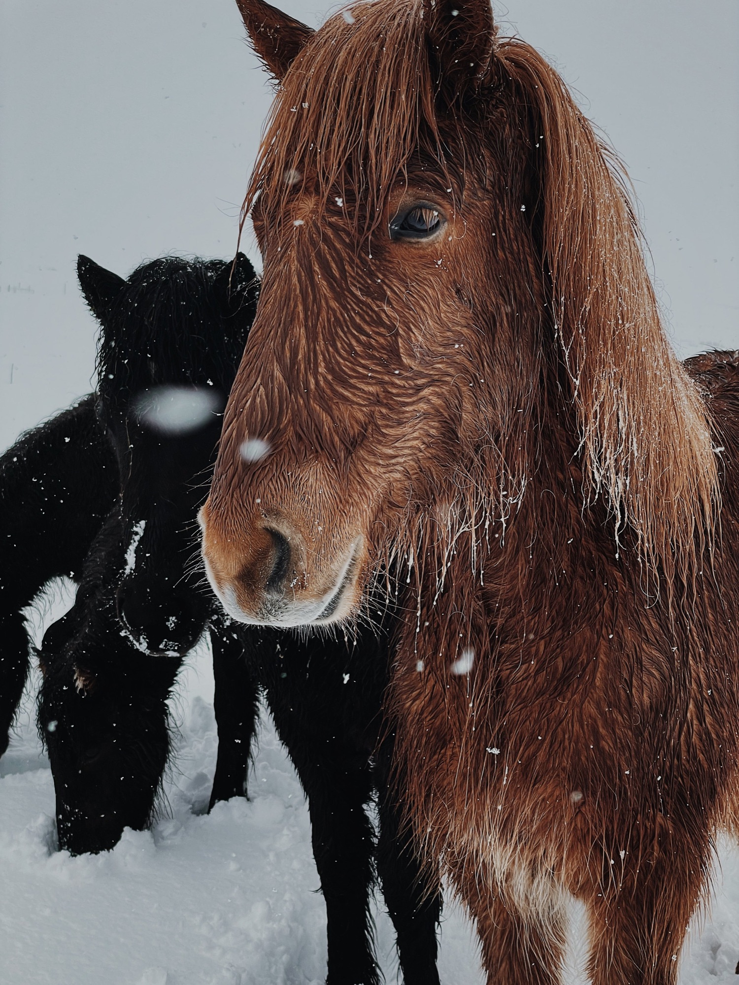 Vaterland, Iceland · 08